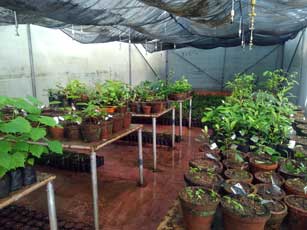 Greenhouses Manufacturers